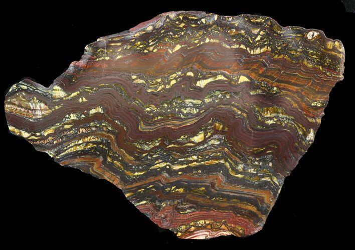Polished Tiger Iron Stromatolite - ( Billion Years) #46807